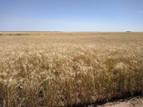 Campo en Banderas, Santiago del Estero 1.513 hectáreas