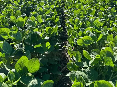 Campo en Banderas, Santiago del Estero 1.513 hectáreas