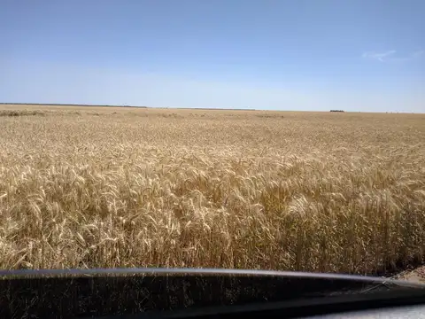 Campo en Banderas, Santiago del Estero 1.513 hectáreas