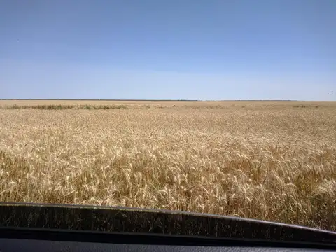 Campo en Banderas, Santiago del Estero  1.513 hectáreas