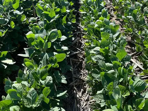 Campo en Banderas, Santiago del Estero  1.513 hectáreas