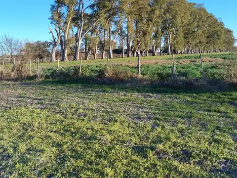 DUGGAN 21 HECTAREAS - LATERAL SOBRE RUTA 8