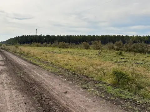 VENTA CAMPO MIXTO - CONCORDIA