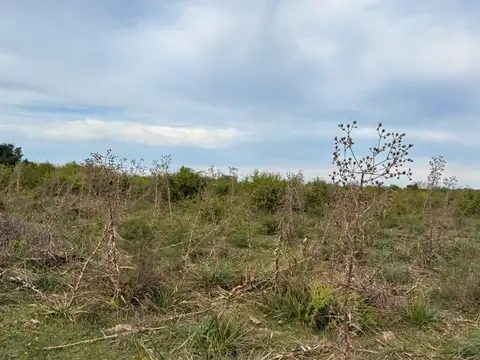 VENTA CAMPO MIXTO - CONCORDIA