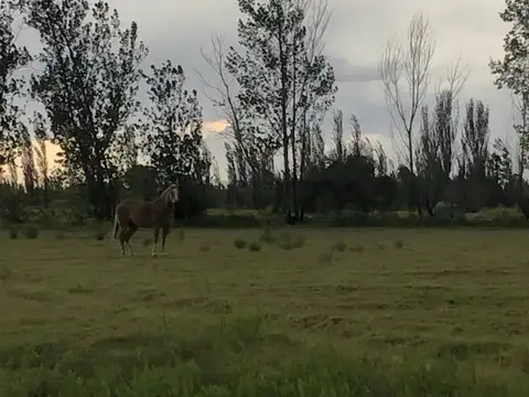 Venta de Finca en Monte Comán – Excelente Oportunidad de Inversión Agrícola
