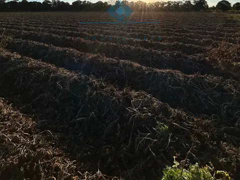 VENTA - 12.5 HECTÁREAS - COLONIA CAROYA