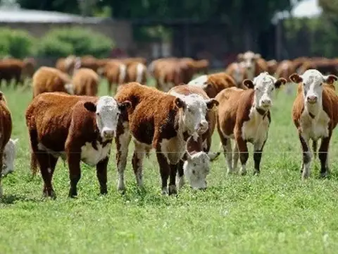 Campo en Venta de 5.000  ha