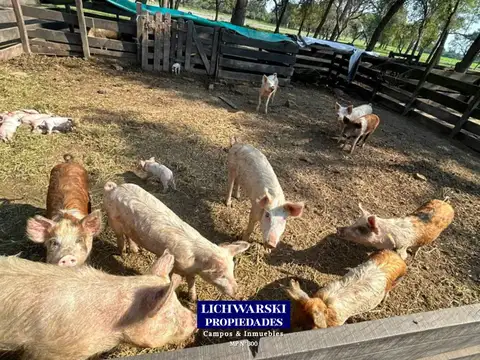 Campo en Venta Agrícola