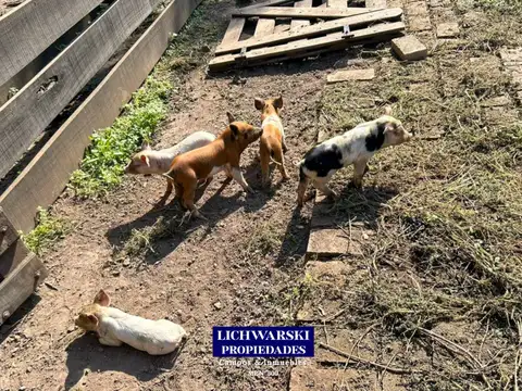 Campo en Venta de 98  ha