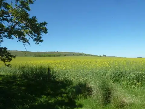 Campo en Ruta 226 y acceso a Sierras Bayas, Olavarría, Pcia de Bs. As.