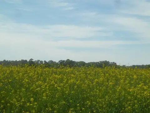 Campo en Olavarria