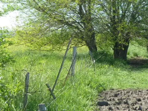 Campo en Ruta 226 y acceso a Sierras Bayas, Olavarría, Pcia de Bs. As.