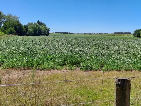 Campo en  necochea