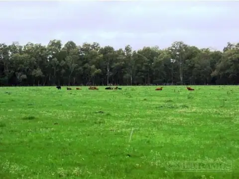 690 ha ganaderas. Centenario casco y arboleda. Crotto, Tapalqué, Bs.As.