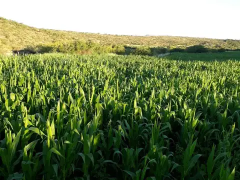 Manantial Blanco, San Luis