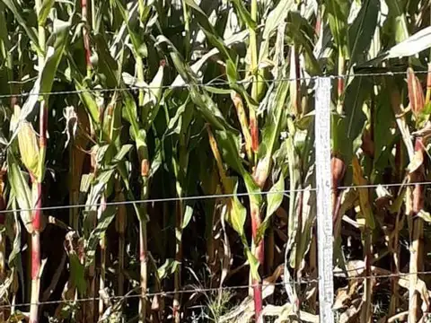 Venta Campo de 50 Has en San Nicolas de los Arroyos, Buenos Aires. Sobre Ruta 188