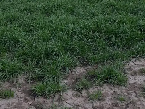 Venta Campo de 50 Has en San Nicolas de los Arroyos, Buenos Aires. Sobre Ruta 188