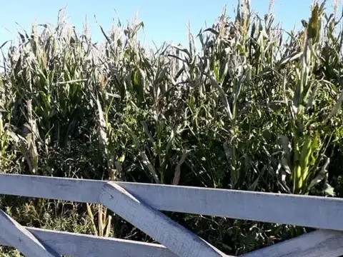 Venta Campo de 50 Has en San Nicolas de los Arroyos, Buenos Aires. Sobre Ruta 188