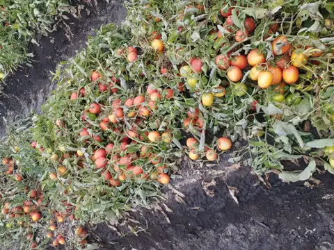 FINCA 16 HAS PARA CHACRA EN SAN CARLOS