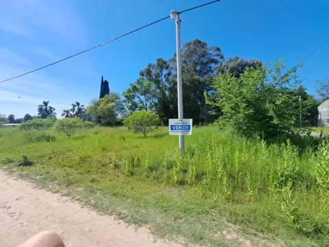 colonia japonesa 1000