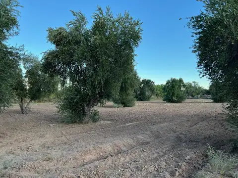VENTA VIÑA HORTENCIA -OLIVOS- MAIZ- LA RIOJA