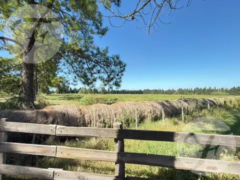 Venta de Campo de 5 hectáreas productivas - Gobernador Castro, San Pedro