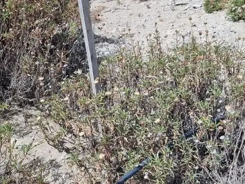 TERRENO CORDON FORESTAL