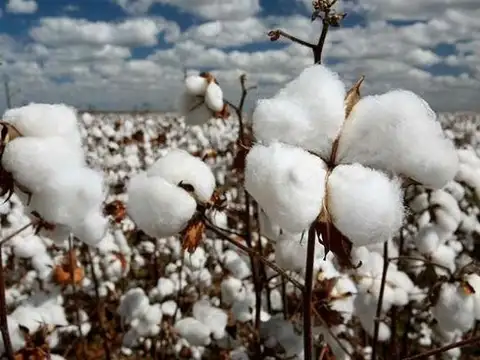 Campo en Venta Mixto