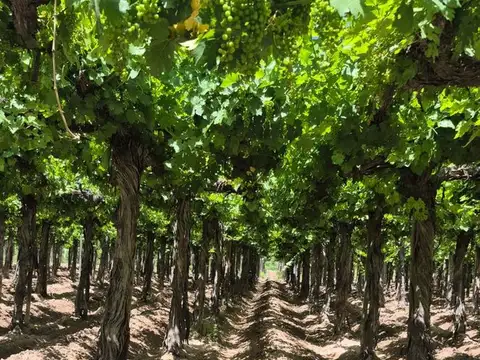 VENTA FINCA EN SAN MARTÍN