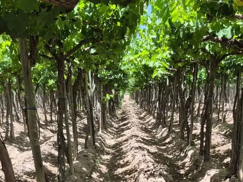 Carril San Pedro 100