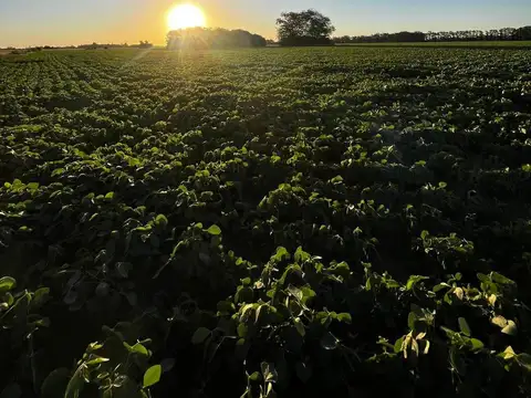 Campo en Exaltación de la Cruz
