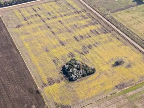 Campo en Exaltación de la Cruz