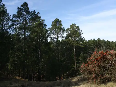 venta 3 Hectáreas con Arroyo en El Durazno Calamuc