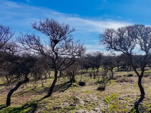 LOTE 18