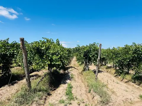Venta Finca en producción 52,60has San Martín