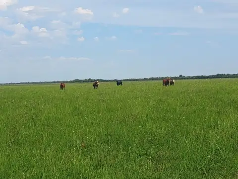 Camino rural