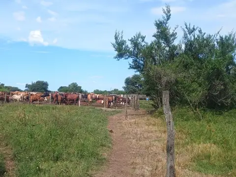 CAMPO GANADERO de 1097 HAS en San Javier