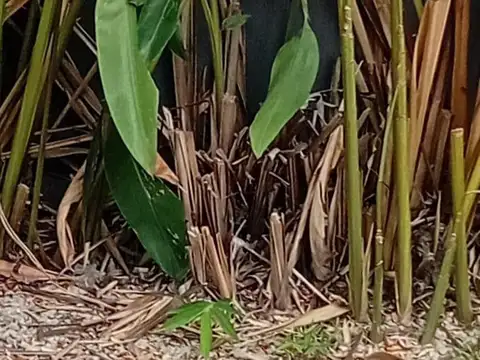 saenz peña  al 1200