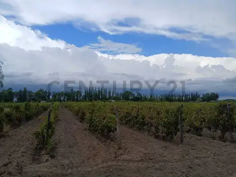 Venta finca de 9 has y 7661,72m2, en ruta nacional 143 s/n, cañada seca, san raf