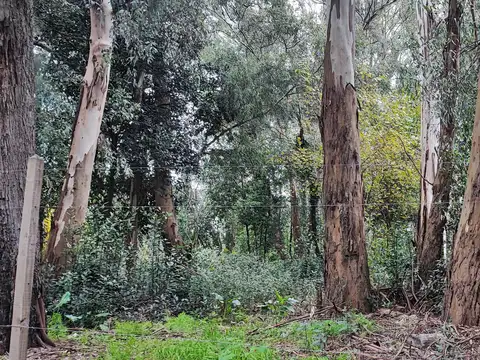 Terreno en venta en Villa Elisa