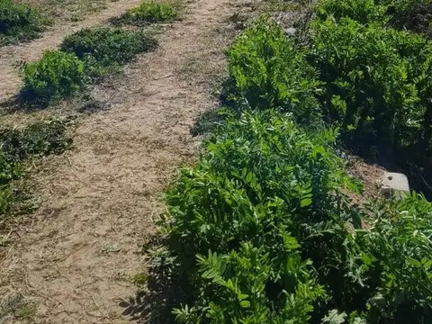 Calle 637 y 143   Arana , La Plata