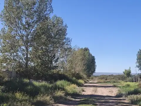 Del Campo