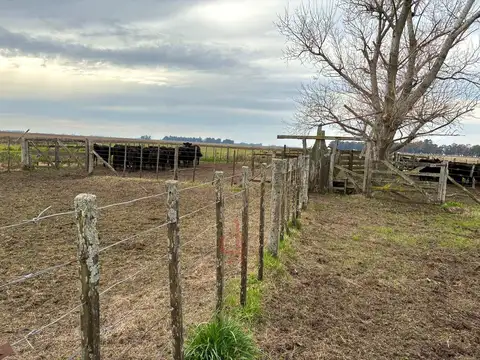 Campo Mixto con monte y Casa Principal en Venta Las Flores