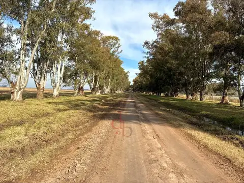 Campo Mixto con monte y Casa Principal en Venta Las Flores