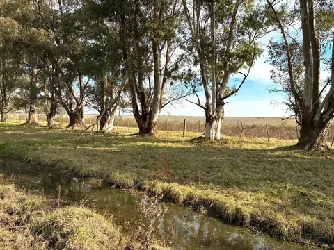 Campo Mixto con monte y Casa Principal en Venta Las Flores