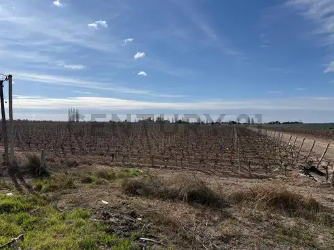 Finca en Venta, Rodeo del Medio, Maipú, Mendoza
