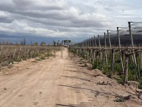 Finca en Venta, Rodeo del Medio, Maipú, Mendoza