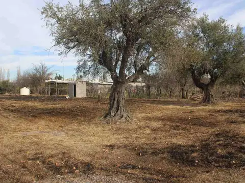 Fracción de 6.291 m² en venta – Rivadavia, Mendoza