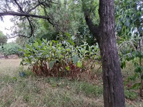 Terreno en Venta 37  mts Fondo