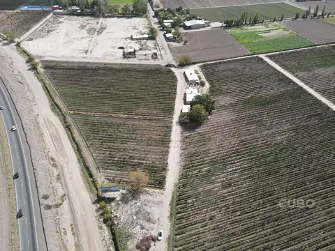 CUBO VENDE Finca de 7,5 hectareas ubicada en Rodeo de la Cruz - Mendoza